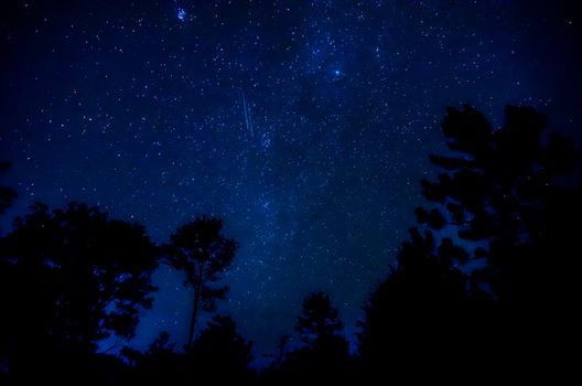 Star in the sky with tree silhouette