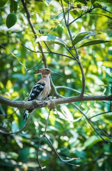 Hoopoe bird on tree, Upupa epops