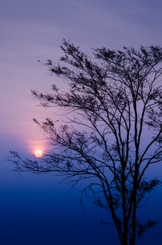 Sunrise in morning with tree silhouette in National park