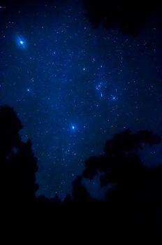 Star in the sky with tree silhouette