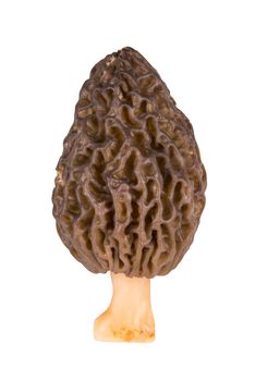 Morel mushroom on white background with clipping path