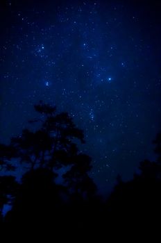 Star in the sky with tree silhouette