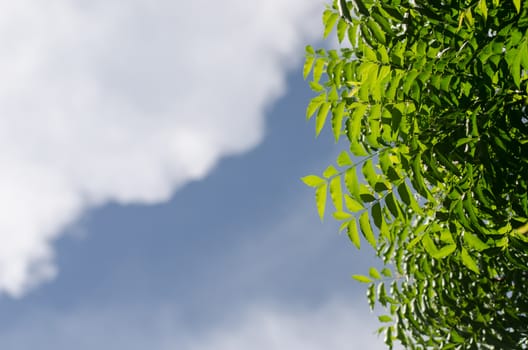 Neem plant with nice sky background