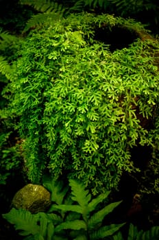 Fern and ivy on old earthenware jar,