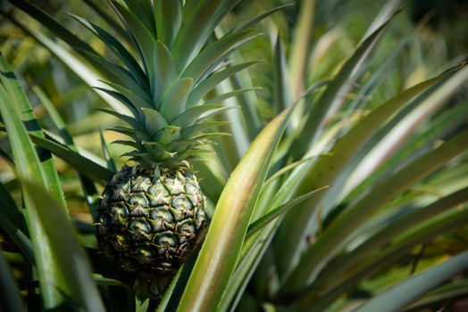 Pineapple farm, Sriracha, Chonburi, Thailand