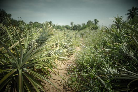 Pineapple farm, Sriracha, Chonburi, Thailand