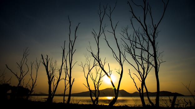 Dried tree beside lake and mountain with sunset sky background