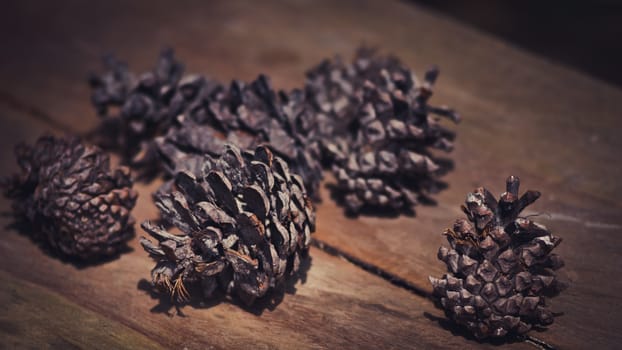 Conifer cone on wooden background, Vintage style