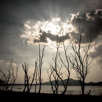 Dried tree beside lake and mountain with bright dramatic sky background