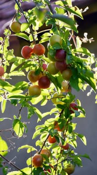 picture of an Organic plums on atree branch