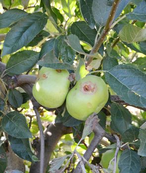 Picture of Apples damaged by hail storm