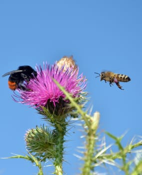 picture of a bee fly to flower