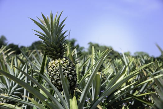 Pineapple farm in Sriracha, Chonburi, Thailand