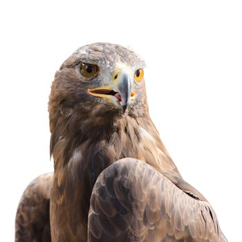 Beautiful strong raptor golden eagle bird isolated on white 