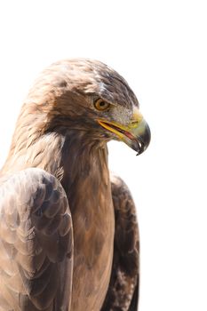 Vertical close-up profile portrait of golden eagle bird of prey isolated on white