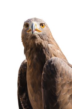 Portrait of wild golden eagle predator bird isolated on white background