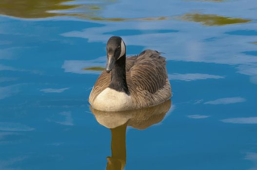 A cute canadian geese floating on a local water body during spring