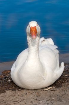 A cute domestic geese on a water body during spring