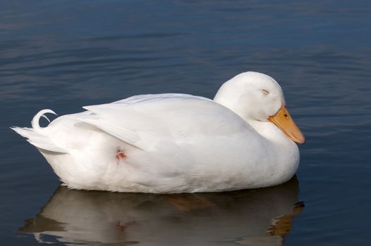 A cute domestic geese on a water body during spring