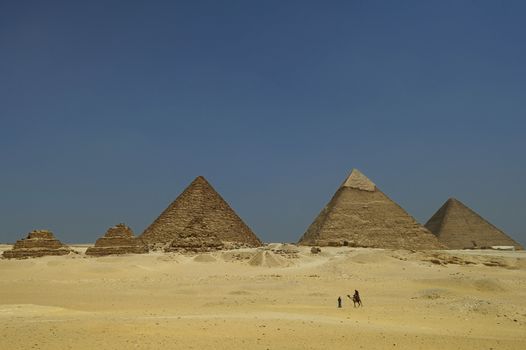 A row of camels transport tourists in front of all of the Giza Pyramids in Cairo, Egypt