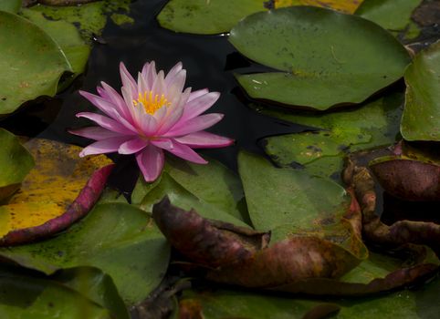 Beautiful Pink lily water plant with reflection in a pond