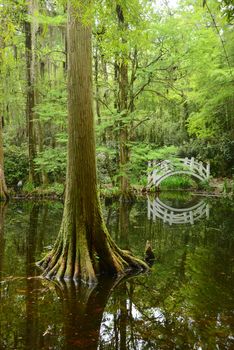 a white bridge in a swamp area in magnolia plantation near charleston