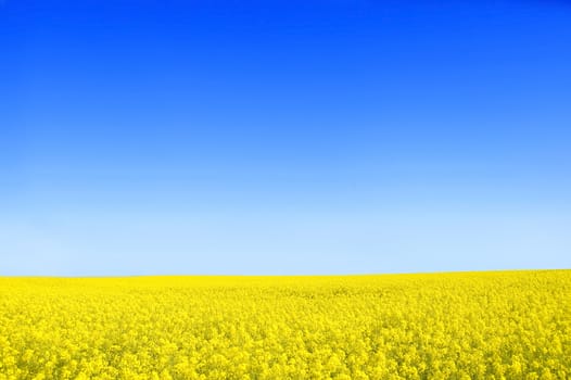 Spring landscape. Picture of oilseed rape on field and blue sky.