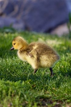 Very cute cackling goose chick