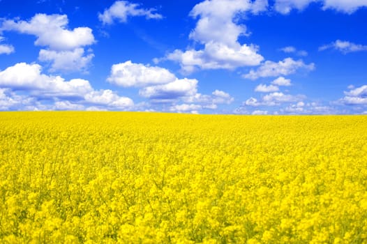 Spring landscape. Picture of oilseed rape on field and blue sky.