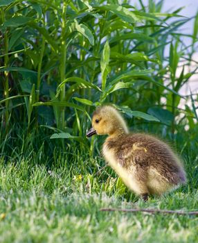 Cute chick is staying in front of the tall grass