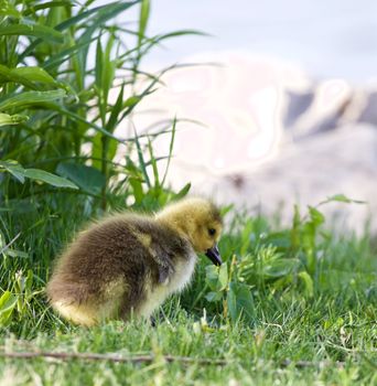 Solely chick of a cackling geese