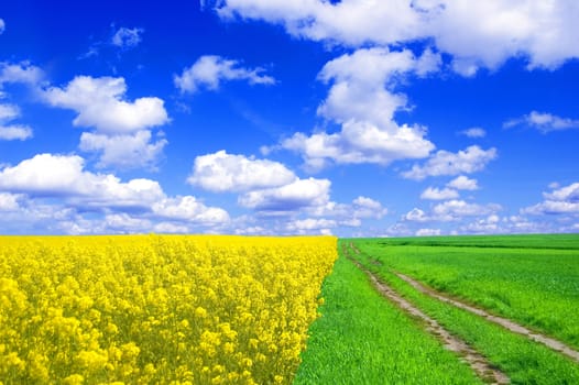 Summer landscape. Picture of green and oilseed rape on field with blue sky.