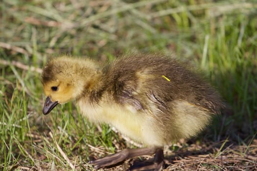 Cute cackling goose