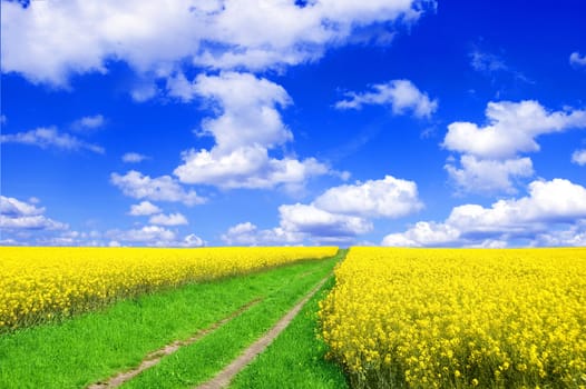 Summer landscape. Picture of green road beetwen oilseed rape on field with blue sky.