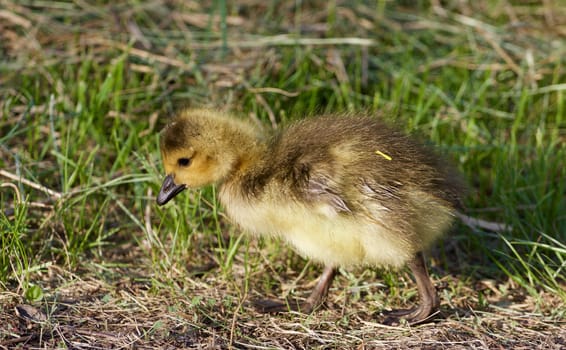 Cute young cackling goose is going somewhere