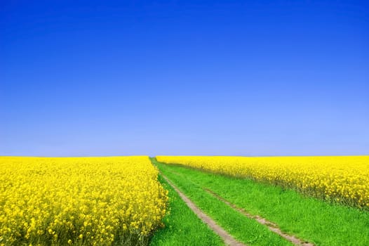 Summer landscape. Picture of green road beetwen oilseed rape on field with blue sky.