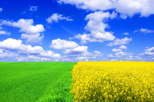 Summer landscape. Picture of green and oilseed rape on field with blue sky.