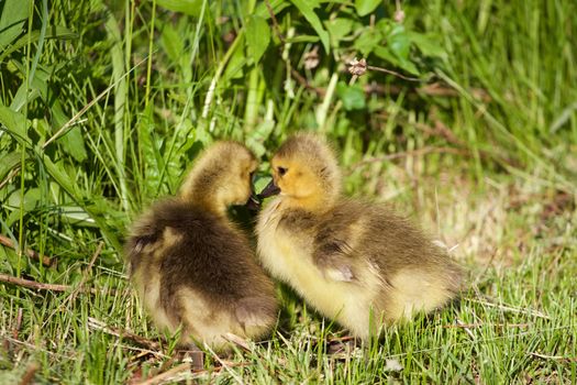 Young chicks are kissing