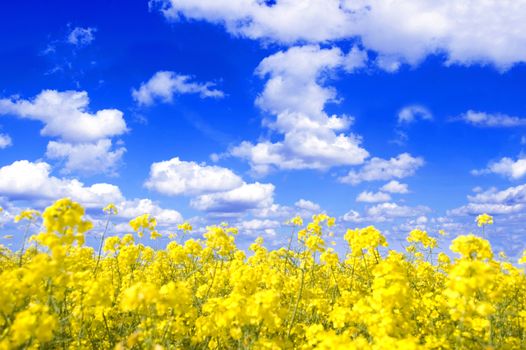 Spring landscape. Picture of oilseed rape on field and blue sky.