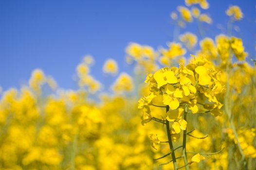 Yellow flowers. Yellow flowers against blue sky.