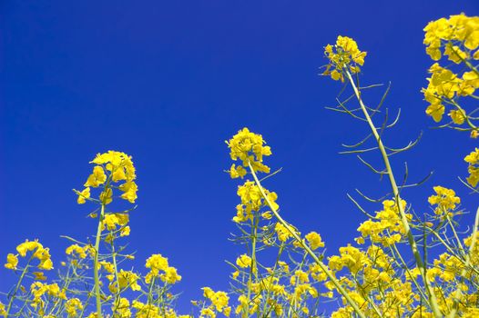 Yellow flowers and blue sky.  Yellow flowers against blue sky.