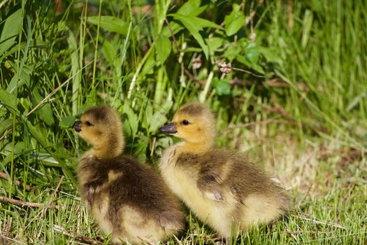 Cute pair of chicks