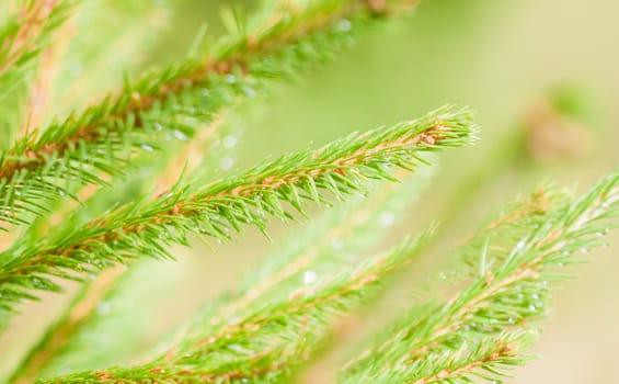 fir-tree sticks with many needles and water drops on them