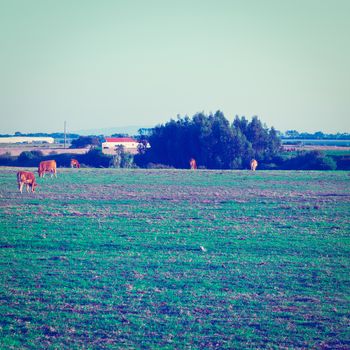 Cows Grazing on Green Pasture in Portugal, Instagram Effect