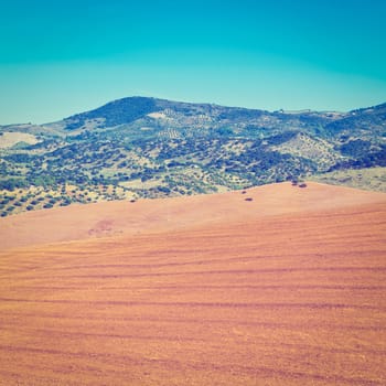 Olive Groves and Plowed Sloping Hills of Spain in the Autumn, Instagram Effect