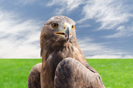Beautiful golden eagle strong raptor bird against natural cloudy sky and grass background
