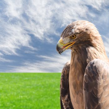 Vertical close-up profile portrait of golden eagle bird of prey over sky and grass natural background