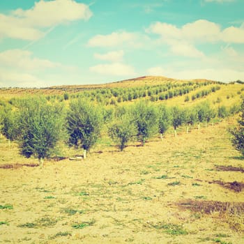 Olive Groves and Plowed Sloping Hills of Spain in the Autumn, Instagram Effect