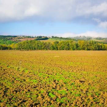 Morning Mist over the Plowed Sloping Hills and Olive Groves in Tuscany, Italy, Instagram Effect 