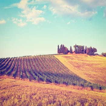 Hill of Tuscany with Vineyard in the Chianti Region, Instagram Effect